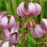 Fotografia 6 da espécie Lilium martagon do Jardim Botânico UTAD