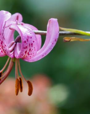 Fotografia 7 da espécie Lilium martagon no Jardim Botânico UTAD