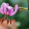 Fotografia 7 da espécie Lilium martagon do Jardim Botânico UTAD