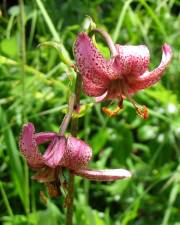 Fotografia da espécie Lilium martagon