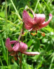 Lilium martagon