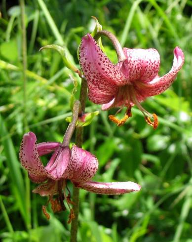 Fotografia de capa Lilium martagon - do Jardim Botânico