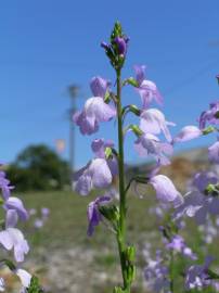 Fotografia da espécie Linaria incarnata