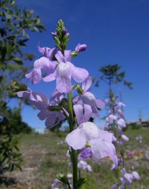 Fotografia 1 da espécie Linaria incarnata no Jardim Botânico UTAD