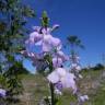 Fotografia 1 da espécie Linaria incarnata do Jardim Botânico UTAD