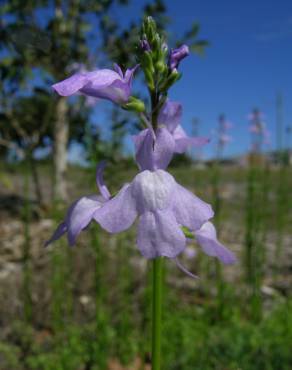 Fotografia 3 da espécie Linaria incarnata no Jardim Botânico UTAD