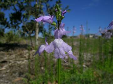 Fotografia da espécie Linaria incarnata