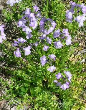 Fotografia 5 da espécie Linaria incarnata no Jardim Botânico UTAD