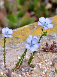 Fotografia da espécie Linum bienne