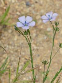Fotografia da espécie Linum bienne