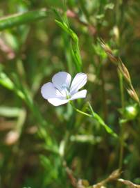 Fotografia da espécie Linum bienne