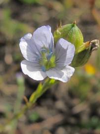 Fotografia da espécie Linum bienne