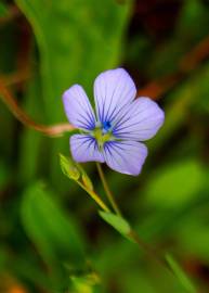 Fotografia da espécie Linum bienne