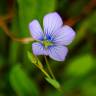 Fotografia 6 da espécie Linum bienne do Jardim Botânico UTAD