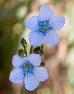 Fotografia 7 da espécie Linum bienne no Jardim Botânico UTAD