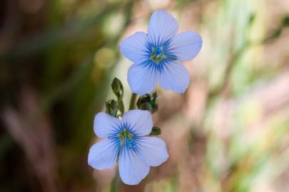 Fotografia da espécie Linum bienne