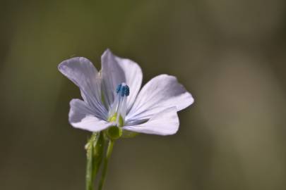 Fotografia da espécie Linum bienne