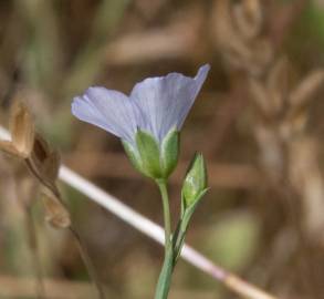 Fotografia da espécie Linum bienne