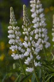 Fotografia da espécie Lupinus albus