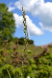 Fotografia da espécie Lolium perenne