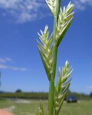 Fotografia da espécie Lolium perenne