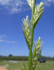 Lolium perenne