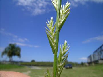 Fotografia da espécie Lolium perenne