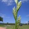 Fotografia 5 da espécie Lolium perenne do Jardim Botânico UTAD