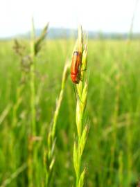 Fotografia da espécie Lolium perenne