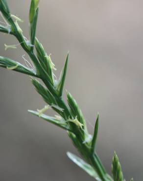 Fotografia 10 da espécie Lolium perenne no Jardim Botânico UTAD