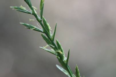 Fotografia da espécie Lolium perenne