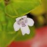 Fotografia 3 da espécie Mentha requienii do Jardim Botânico UTAD