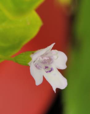 Fotografia 4 da espécie Mentha requienii no Jardim Botânico UTAD