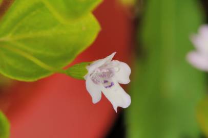Fotografia da espécie Mentha requienii