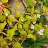 Fotografia 5 da espécie Mentha requienii do Jardim Botânico UTAD