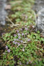 Fotografia da espécie Mentha requienii