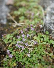 Fotografia da espécie Mentha requienii