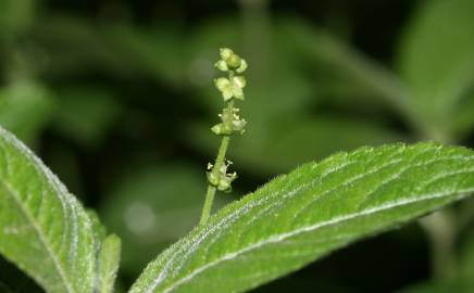 Fotografia da espécie Mercurialis perennis