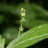 Fotografia 3 da espécie Mercurialis perennis do Jardim Botânico UTAD