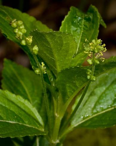 Fotografia de capa Mercurialis perennis - do Jardim Botânico