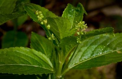 Fotografia da espécie Mercurialis perennis