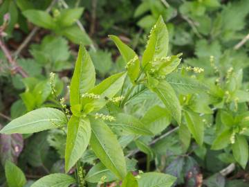 Fotografia da espécie Mercurialis perennis