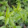 Fotografia 6 da espécie Mercurialis perennis do Jardim Botânico UTAD