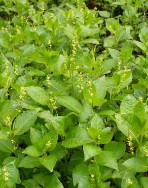 Fotografia 7 da espécie Mercurialis perennis no Jardim Botânico UTAD