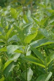 Fotografia da espécie Mercurialis perennis