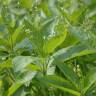 Fotografia 8 da espécie Mercurialis perennis do Jardim Botânico UTAD