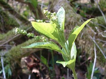 Fotografia da espécie Mercurialis perennis