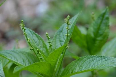 Fotografia da espécie Mercurialis perennis