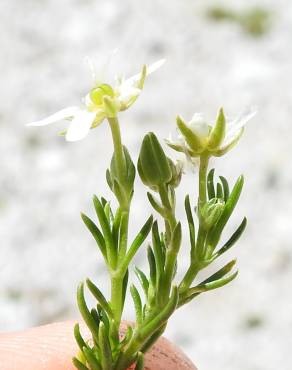 Fotografia 1 da espécie Minuartia recurva no Jardim Botânico UTAD