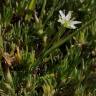 Fotografia 3 da espécie Minuartia recurva do Jardim Botânico UTAD